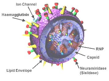 US-Arzneimittelbehörde genehmigt neuen mRNA-Impfstoff gegen Grippe